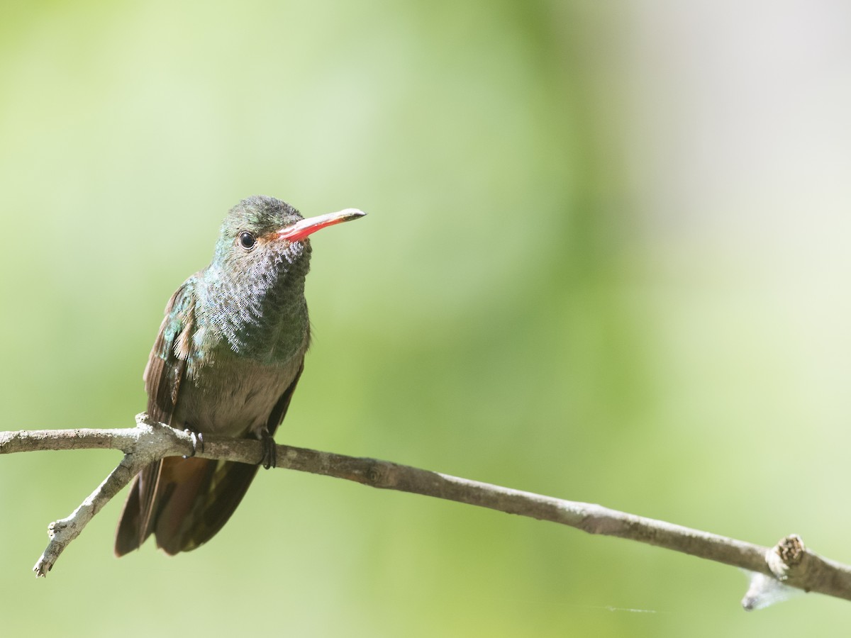 Rufous-tailed Hummingbird - Rob Cahill