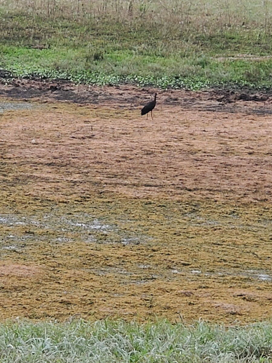 Glossy Ibis - ML219094521