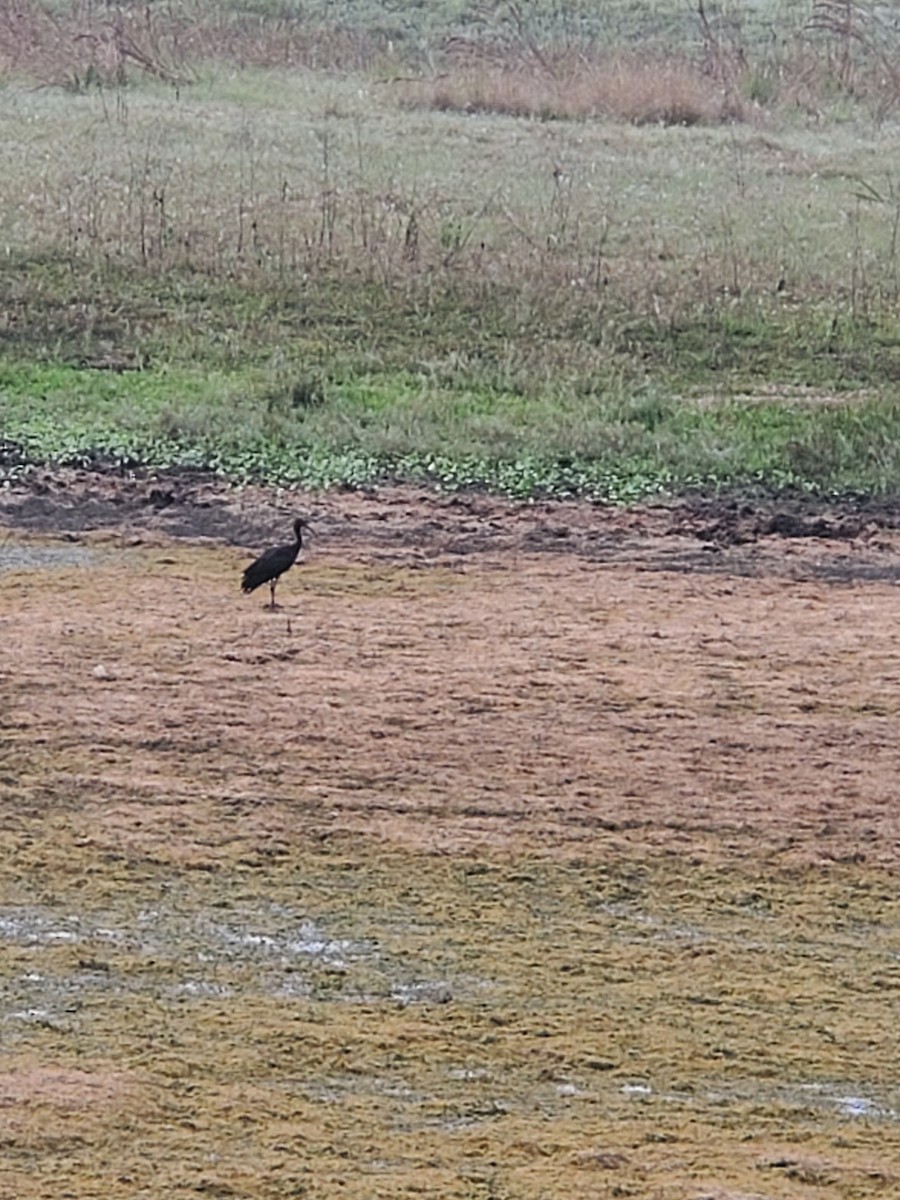 Glossy Ibis - David & Jill Kaminski