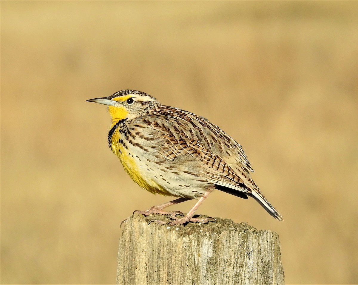 Western Meadowlark - ML219096171