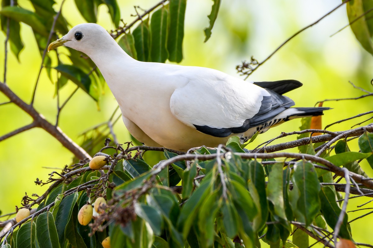 Torresian Imperial-Pigeon - ML219096541