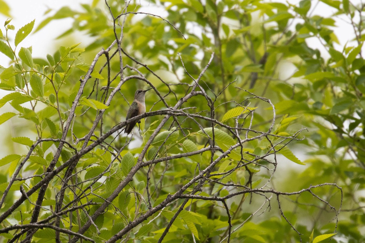 Calliope Hummingbird - ML219097911