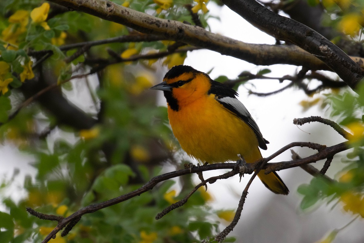 Bullock's Oriole - ML219098051