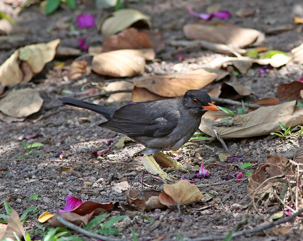 White-chinned Thrush - Brad Bergstrom