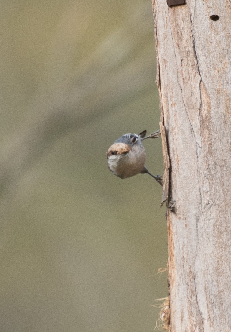 Brown-headed Nuthatch - ML219100911