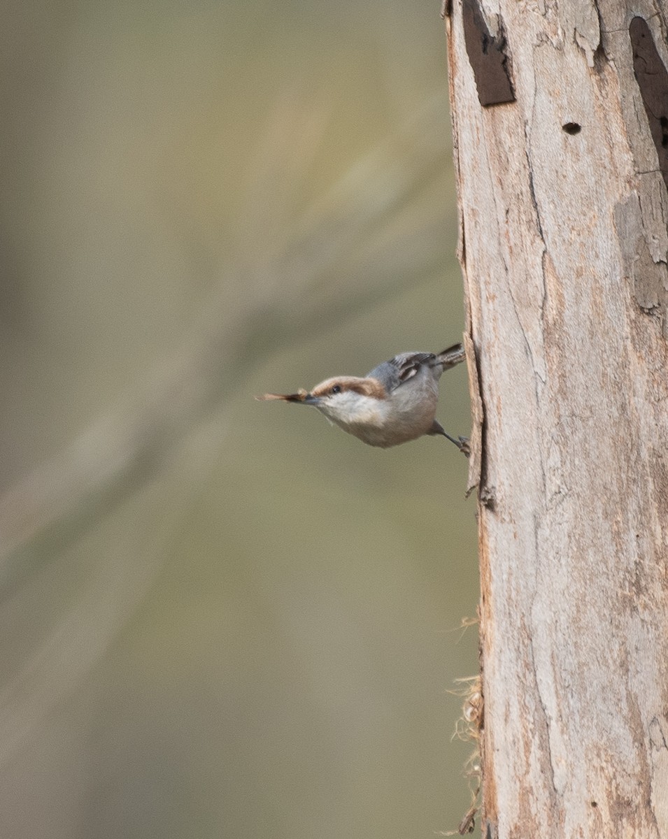 Brown-headed Nuthatch - ML219100921