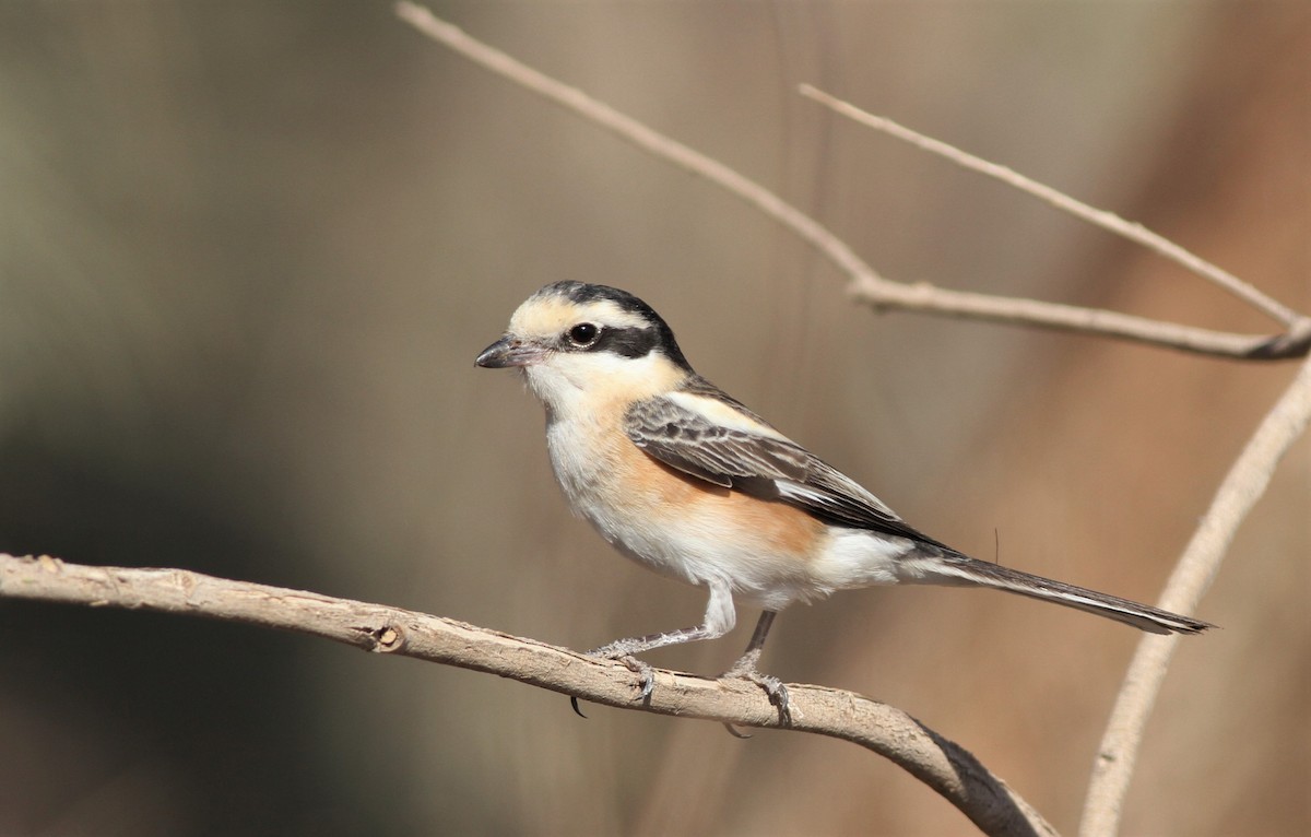 Masked Shrike - ML219101101