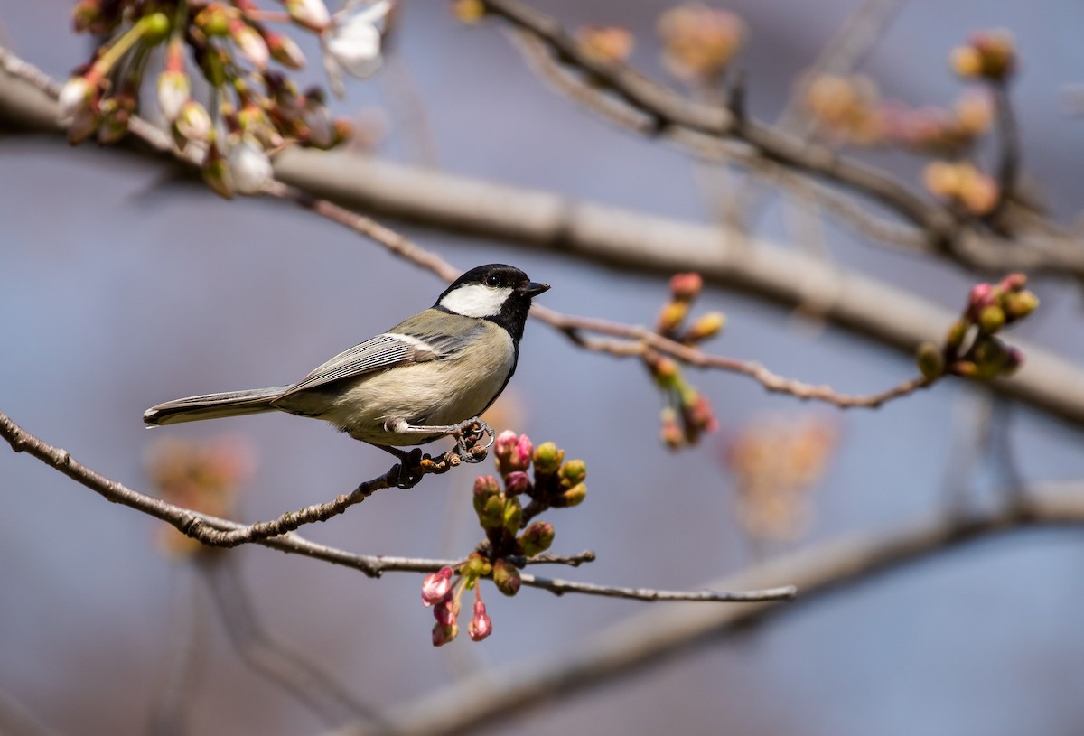 Asian Tit (Japanese) - Richard  Davis