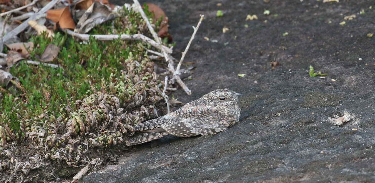 Pygmy Nightjar - simon walkley