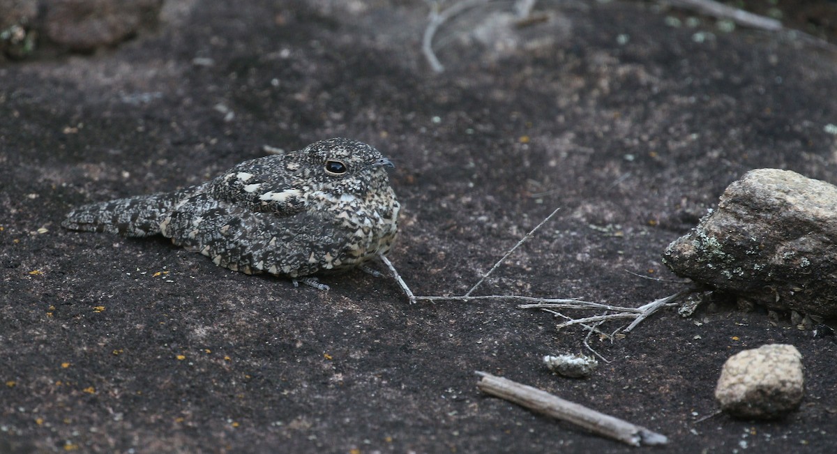 Pygmy Nightjar - simon walkley