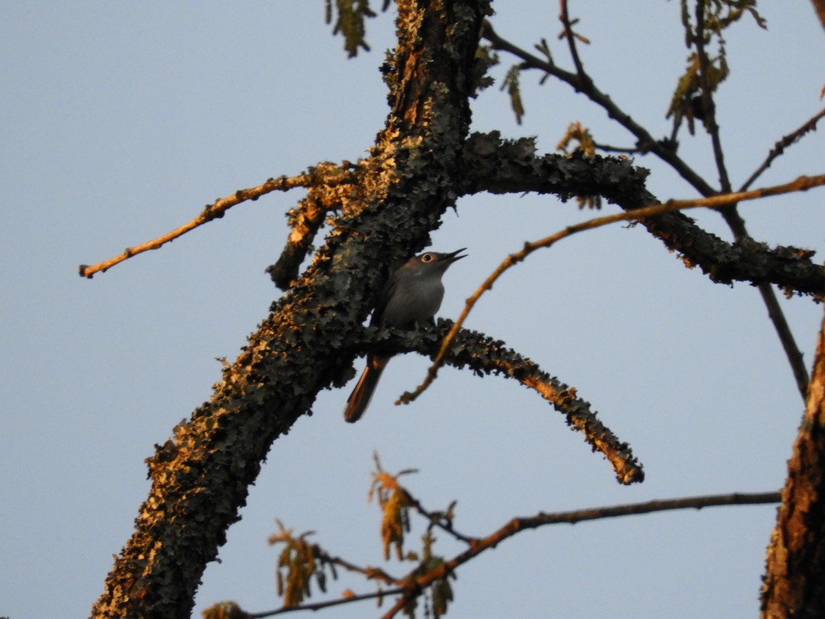 Blue-gray Gnatcatcher - ML219103301