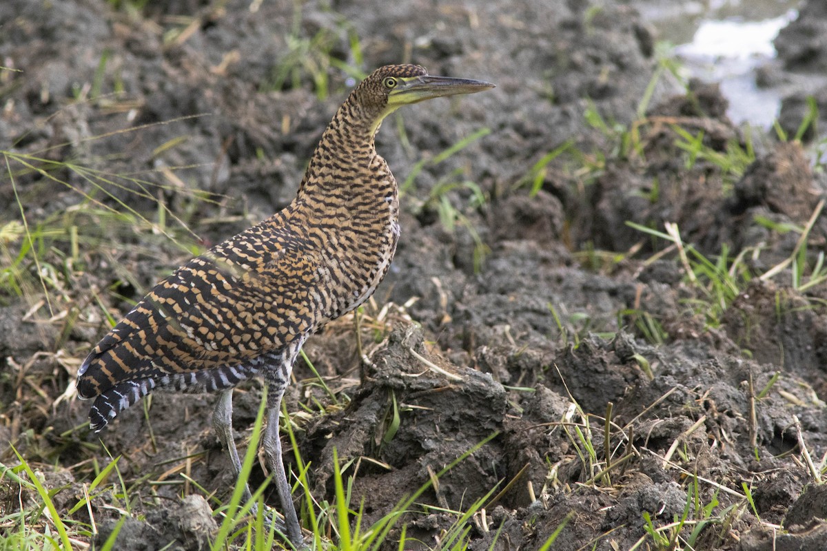 Bare-throated Tiger-Heron - ML219103621