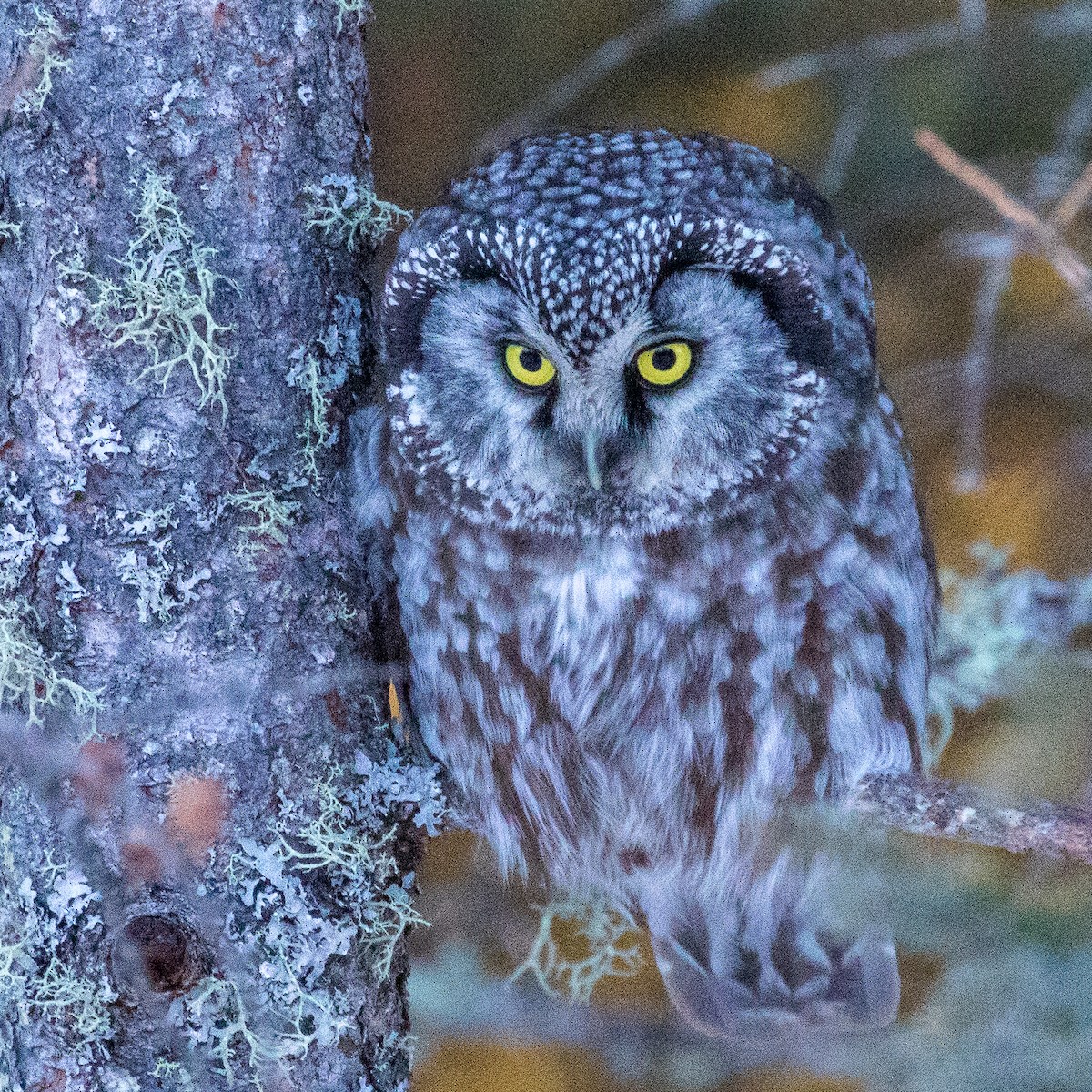 Boreal Owl - Steve McInnis