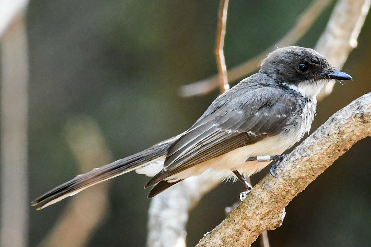 Northern Fantail - ML219108221