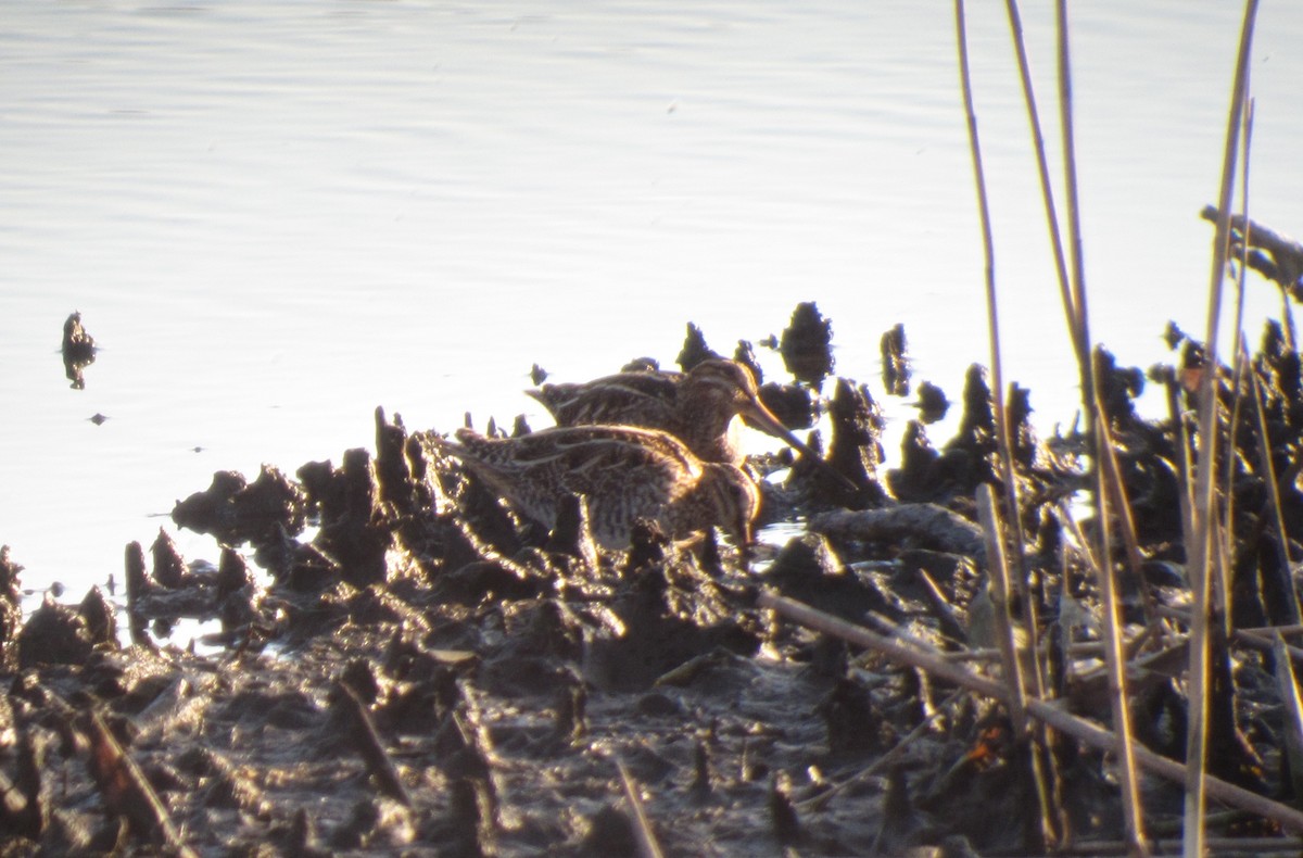 Wilson's Snipe - ML219108231