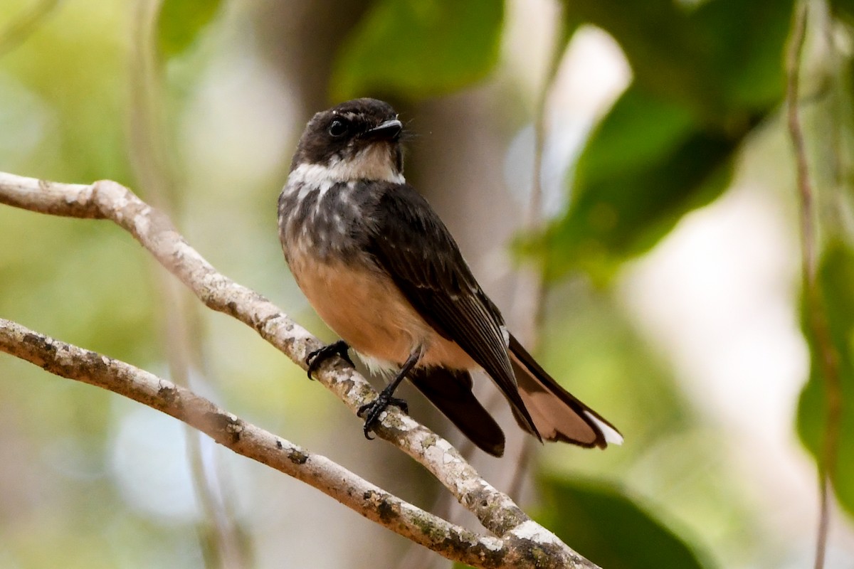 Northern Fantail - ML219108251