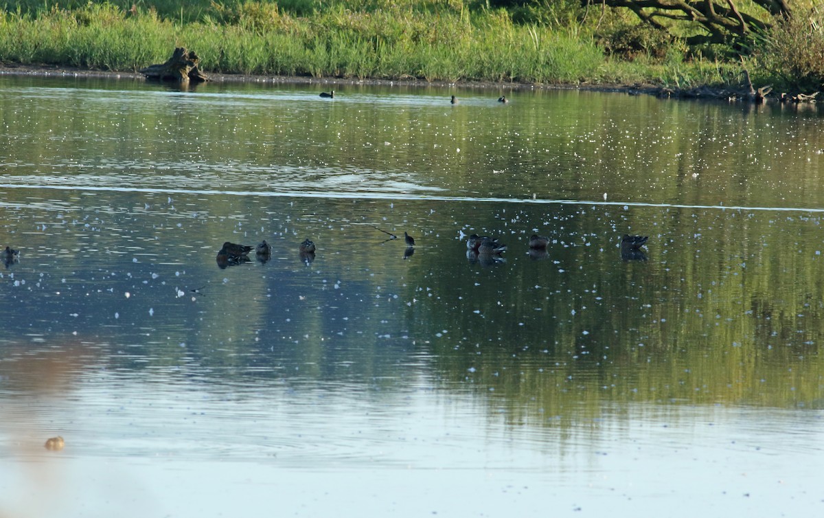 Long-billed Dowitcher - ML219108861