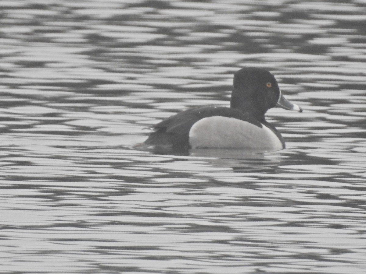 Ring-necked Duck - ML219109011