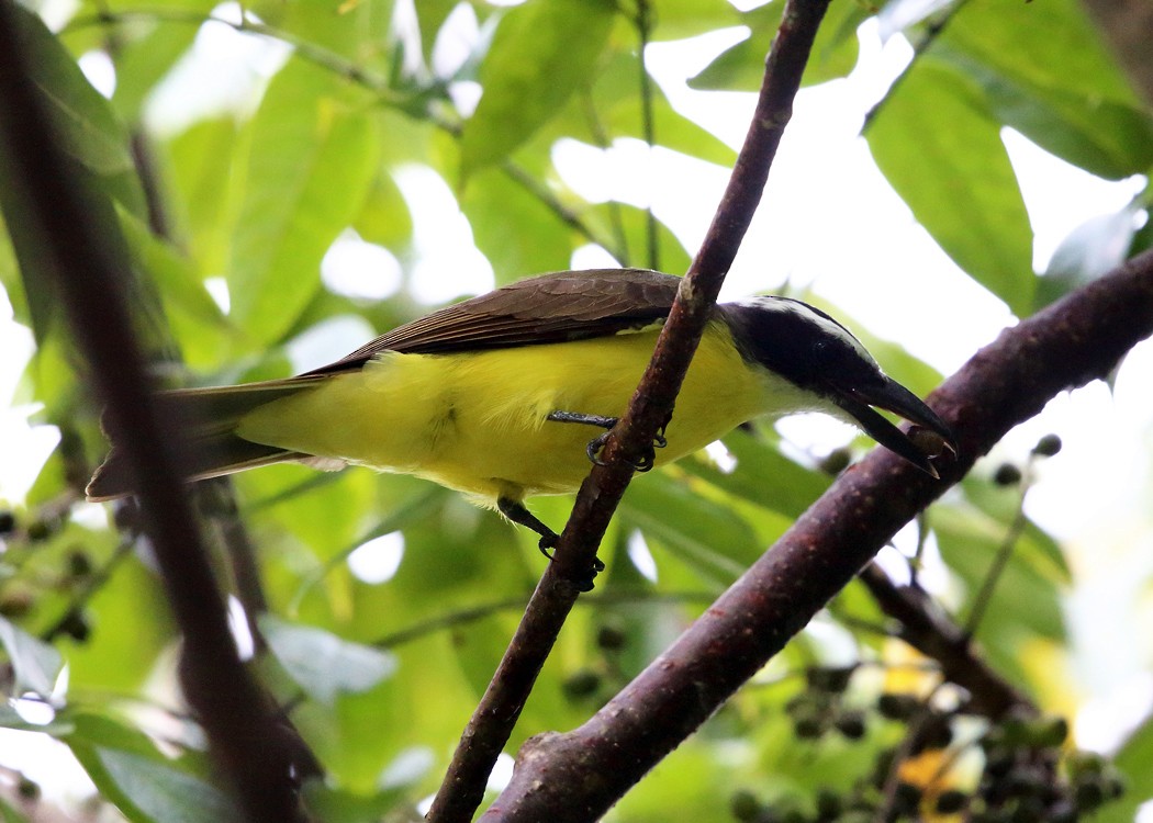 Boat-billed Flycatcher - ML21910991