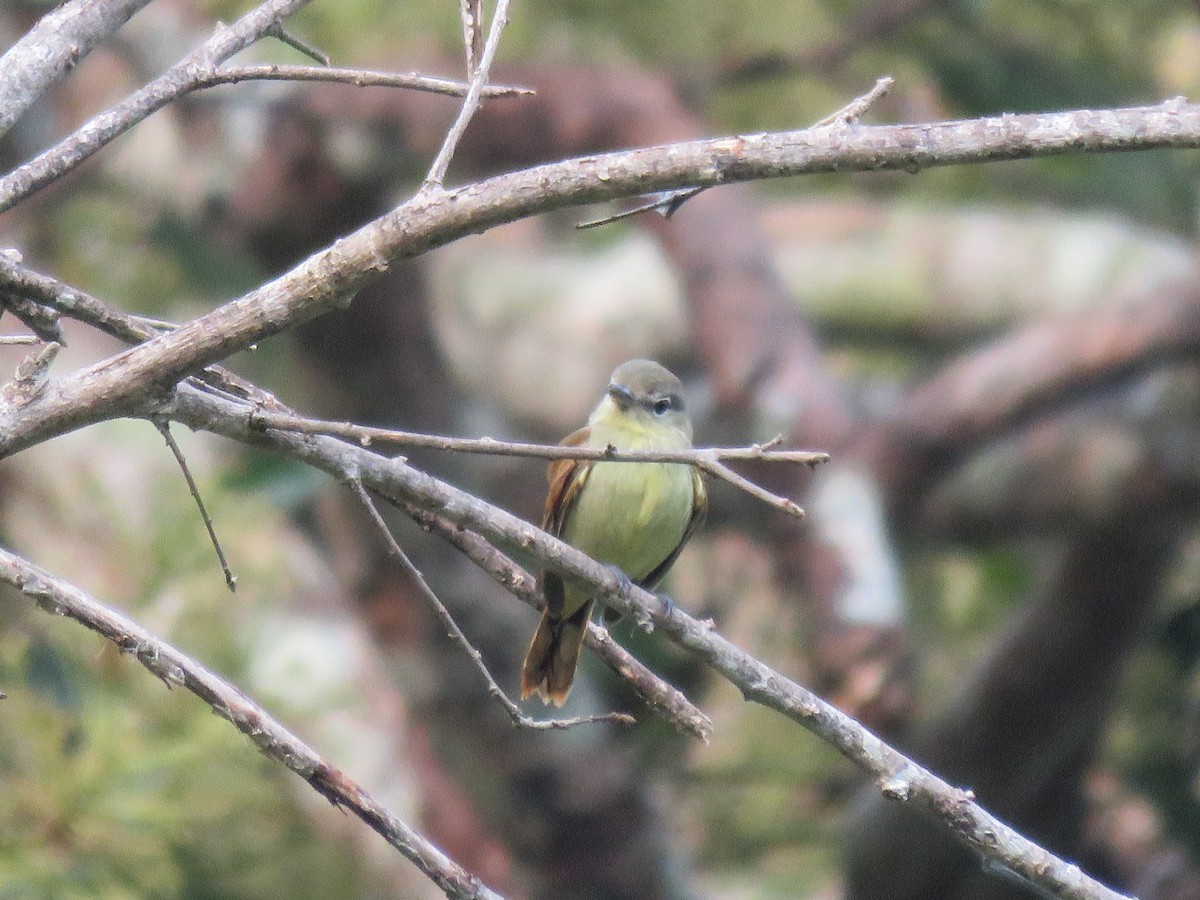 White-winged Becard - Fernando Angulo - CORBIDI