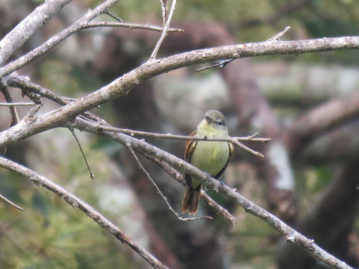 White-winged Becard - ML219110091