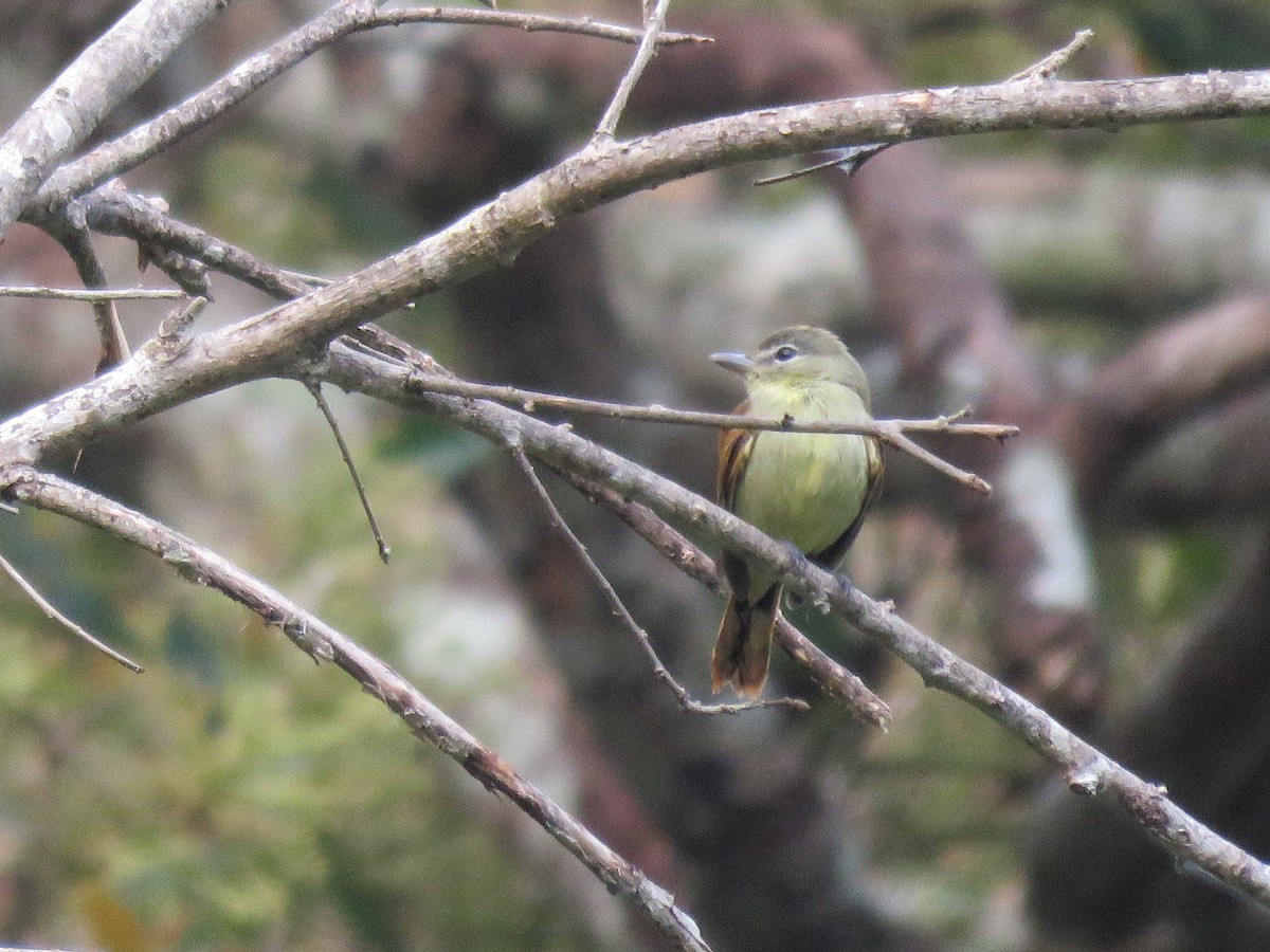 White-winged Becard - ML219110121