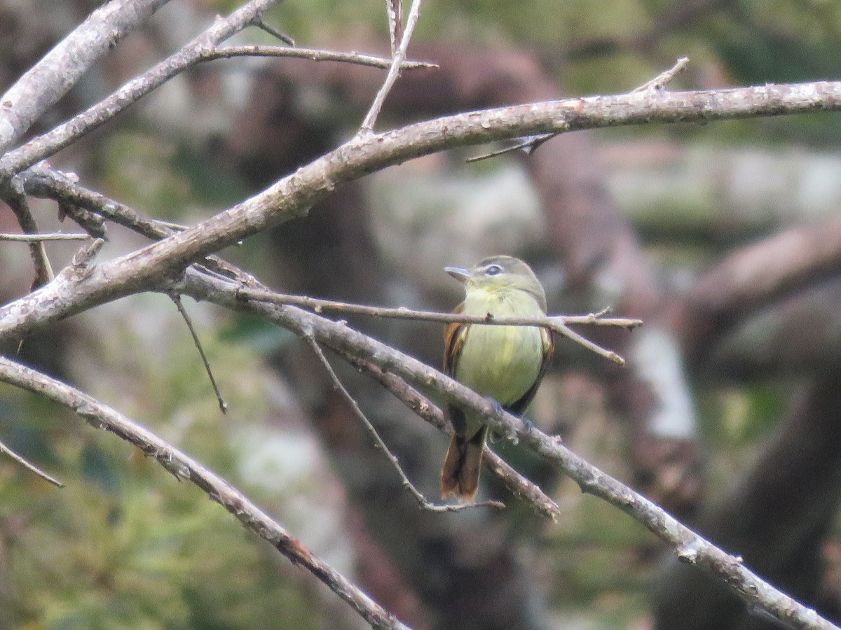 White-winged Becard - ML219110171