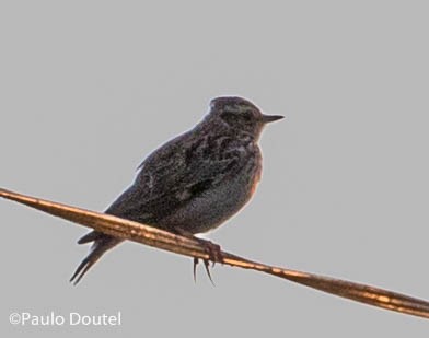 Wood Lark - ML219110371