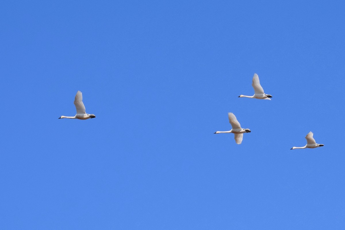Tundra Swan - ML219110491