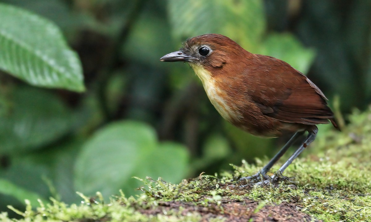 Yellow-breasted Antpitta - ML219110811