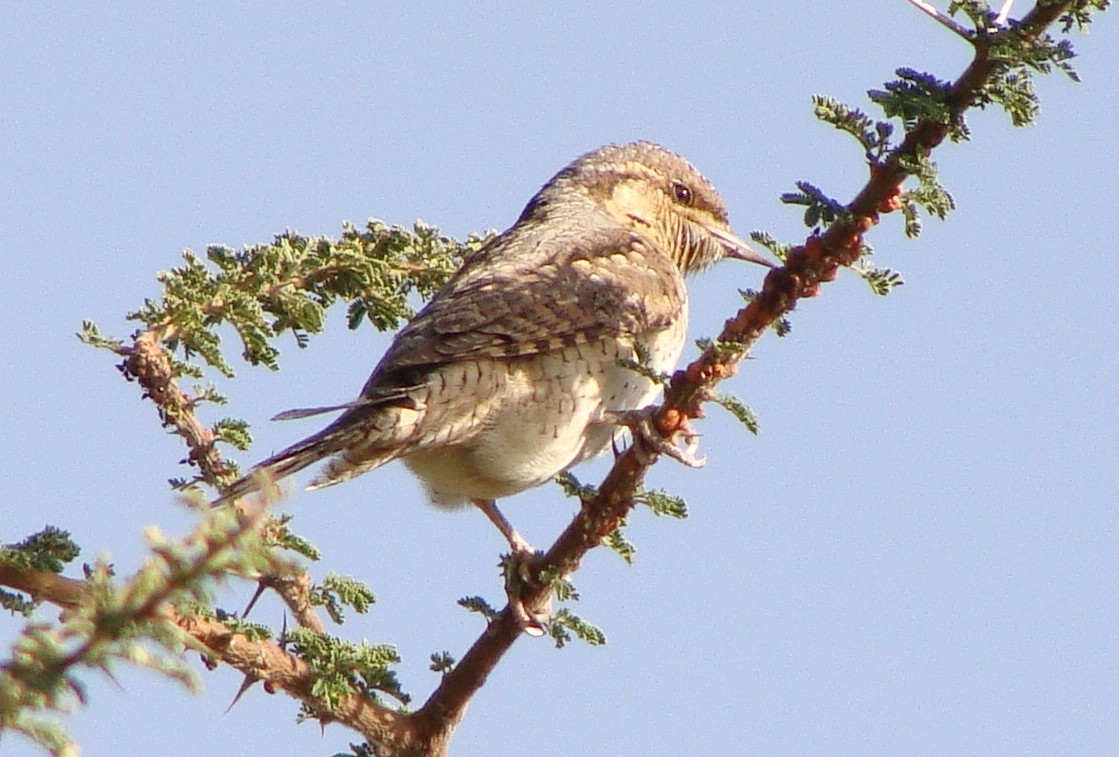 Eurasian Wryneck - ML219110821