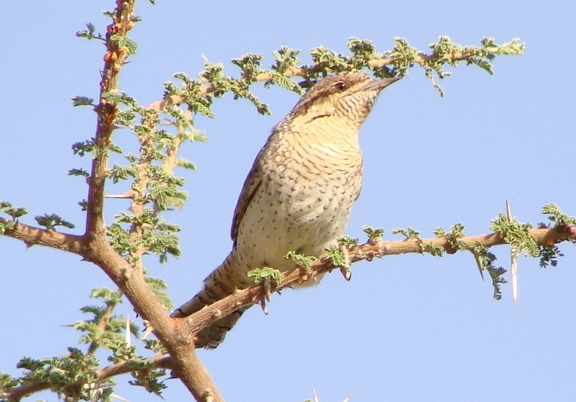 Eurasian Wryneck - ML219110841