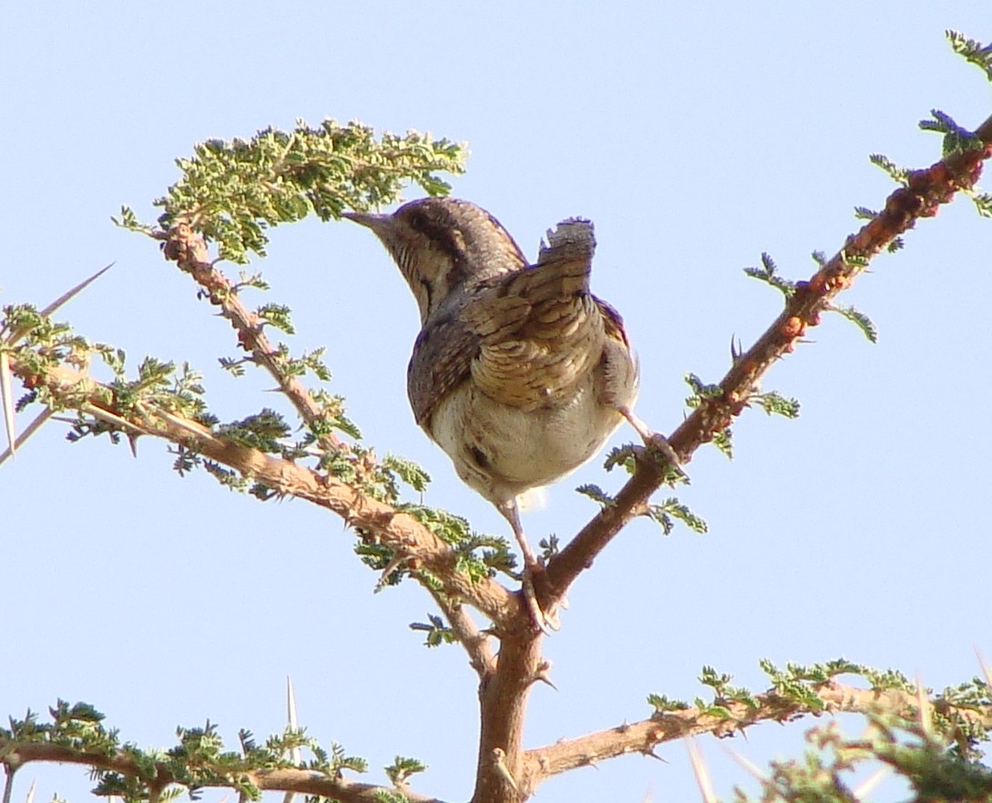 Eurasian Wryneck - ML219110851