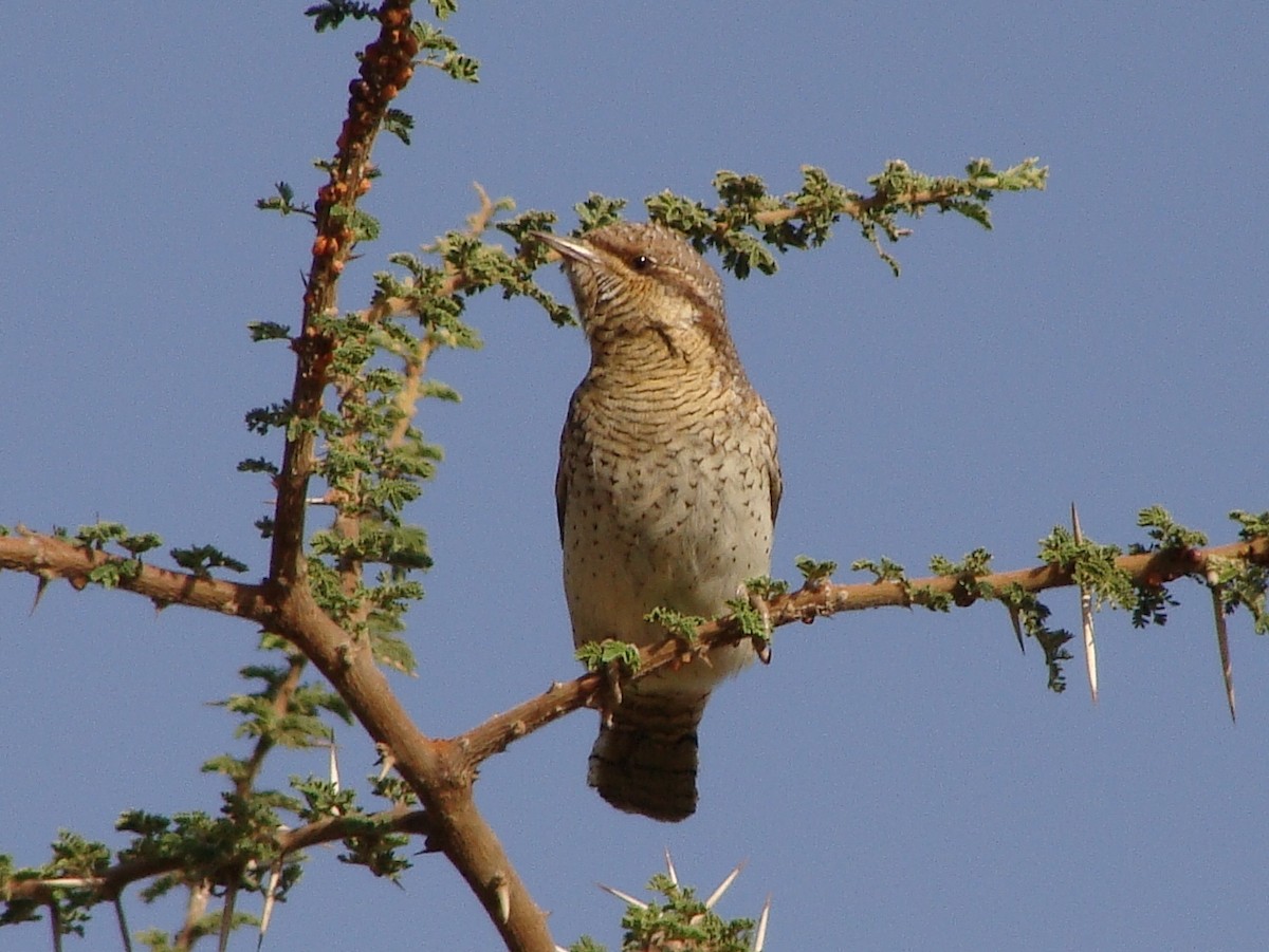 Eurasian Wryneck - ML219110871