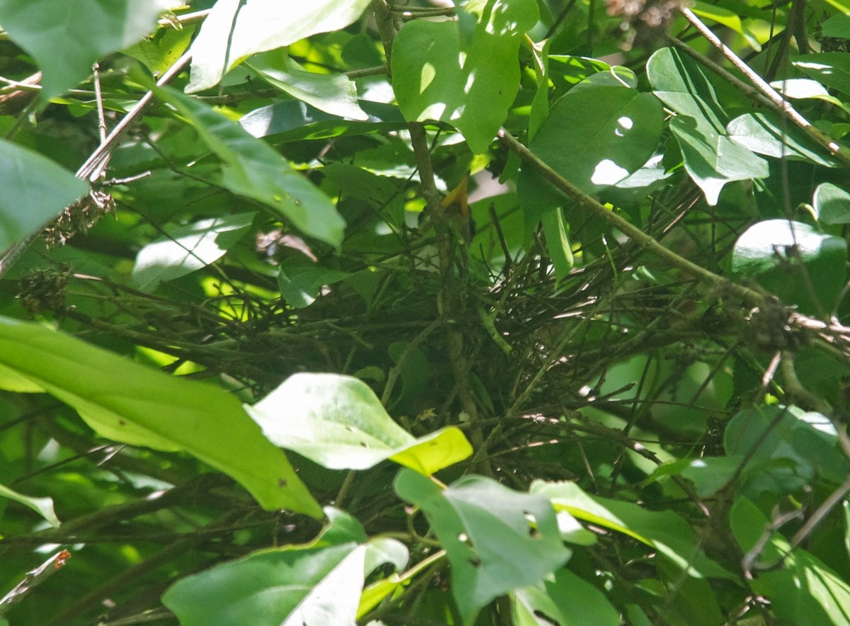 Pearly-breasted Cuckoo - ML219110931