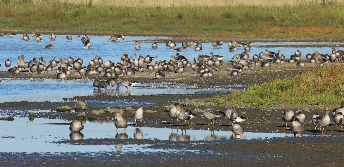 Graylag Goose - ML219111011