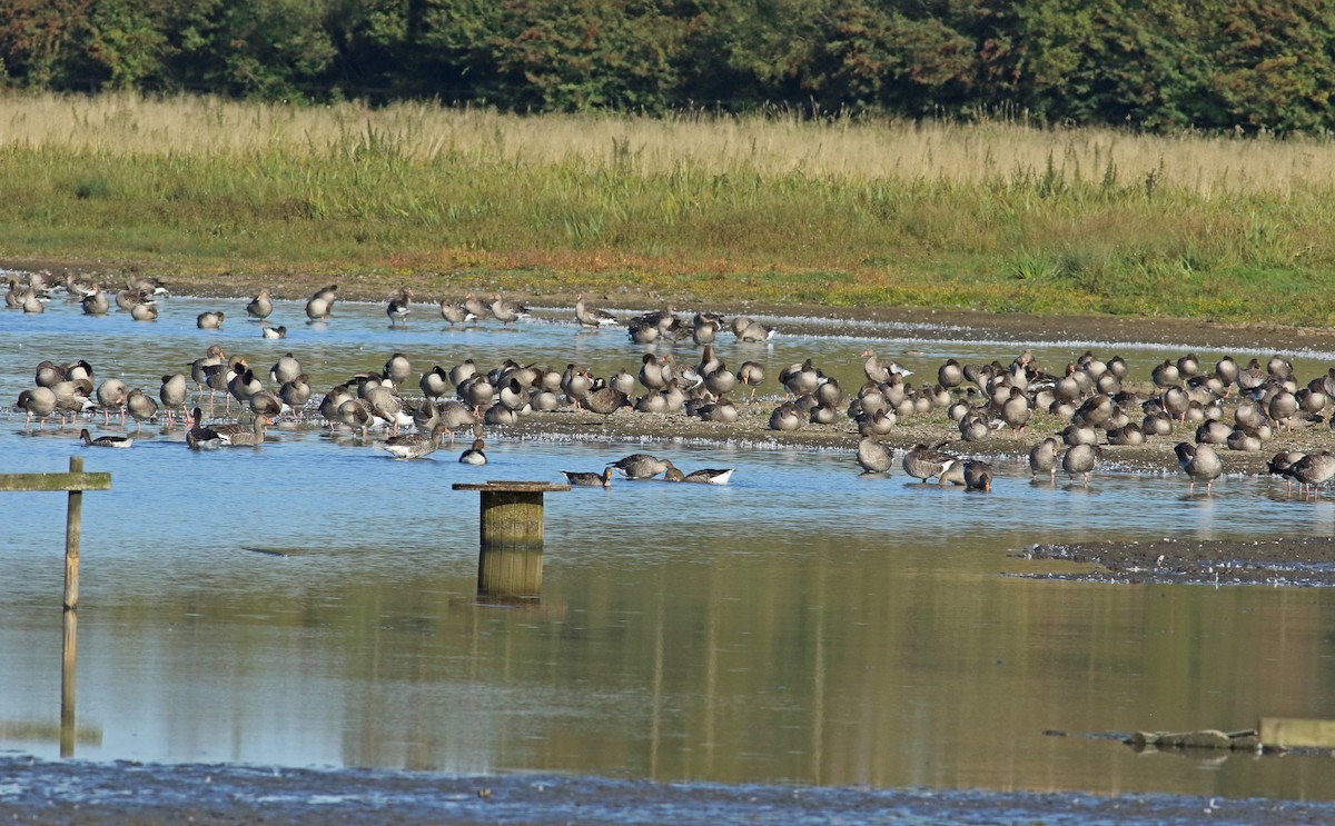 Graylag Goose - ML219111521