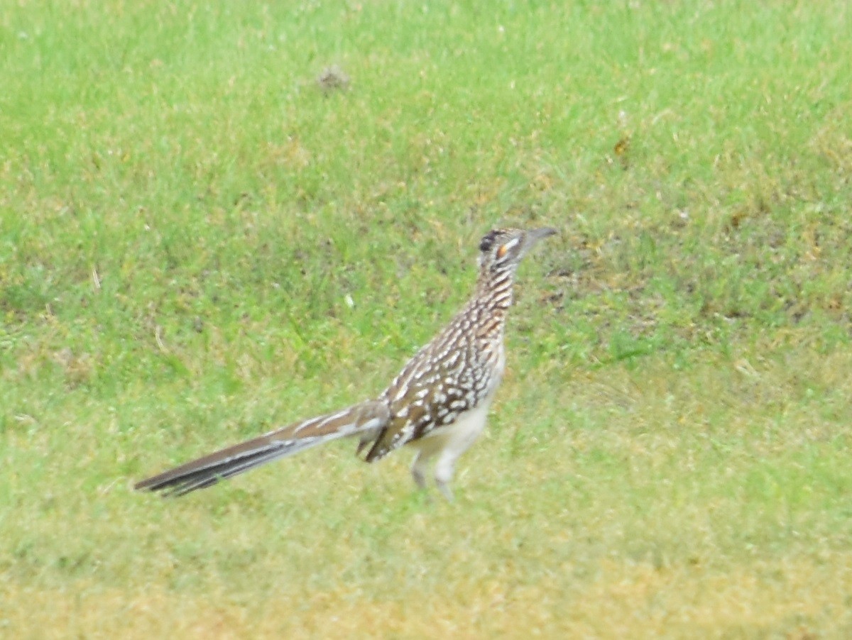Greater Roadrunner - ML219111751