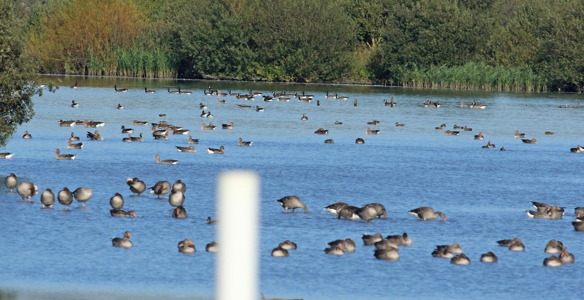 Graylag Goose - ML219112041