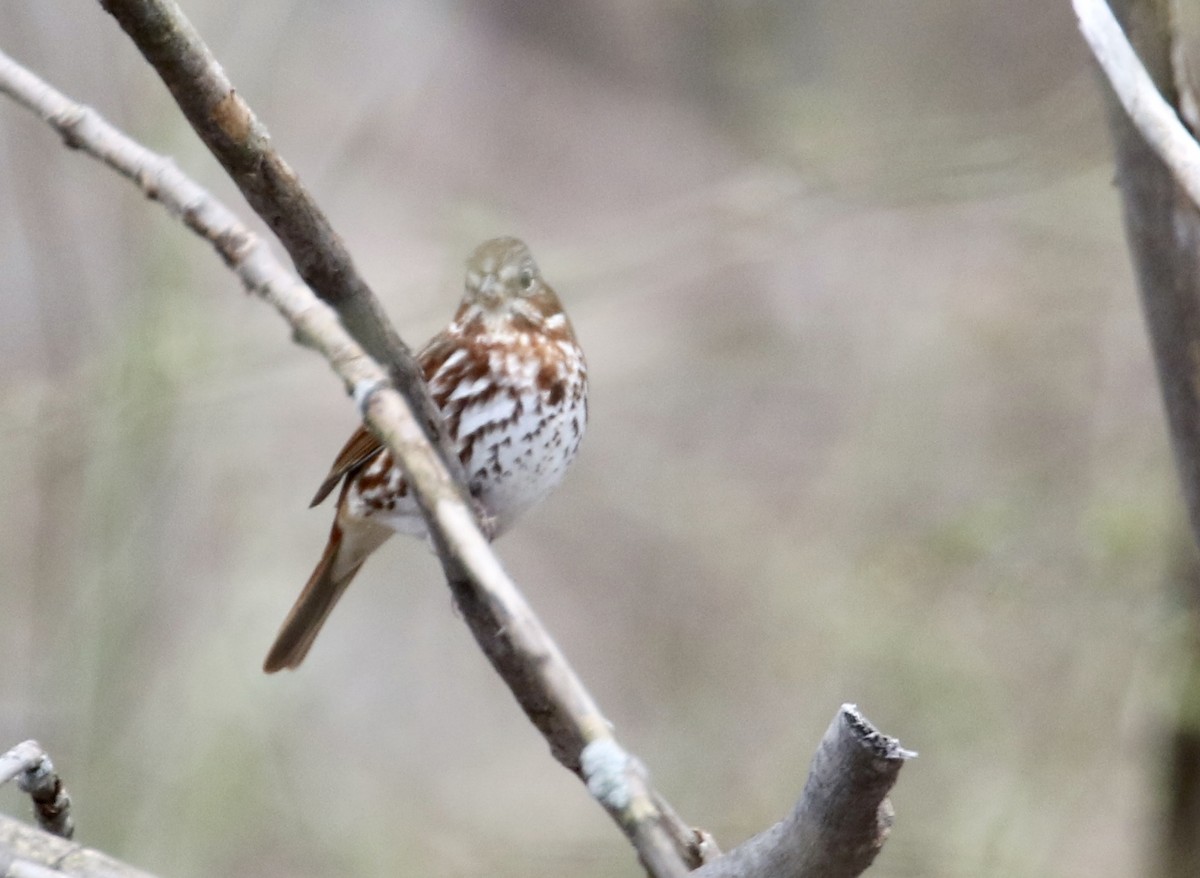 Fox Sparrow - ML219112111