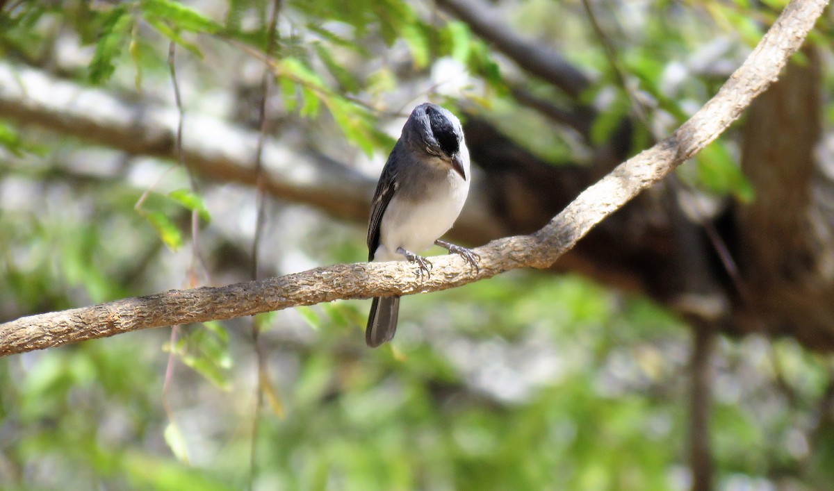 Pileated Finch - Michel Turcot