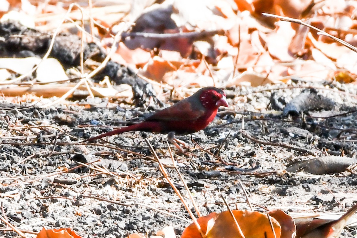 Crimson Finch - ML219112461