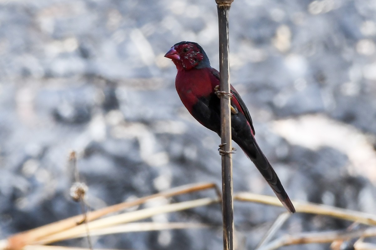 Crimson Finch - ML219112501