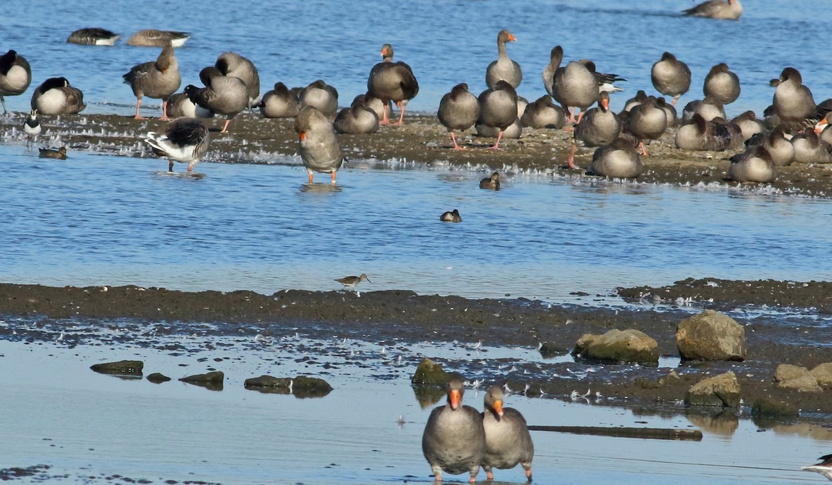 Bruchwasserläufer - ML219112551