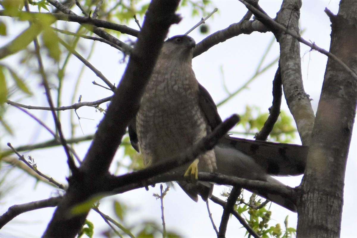 Cooper's Hawk - ML219112921