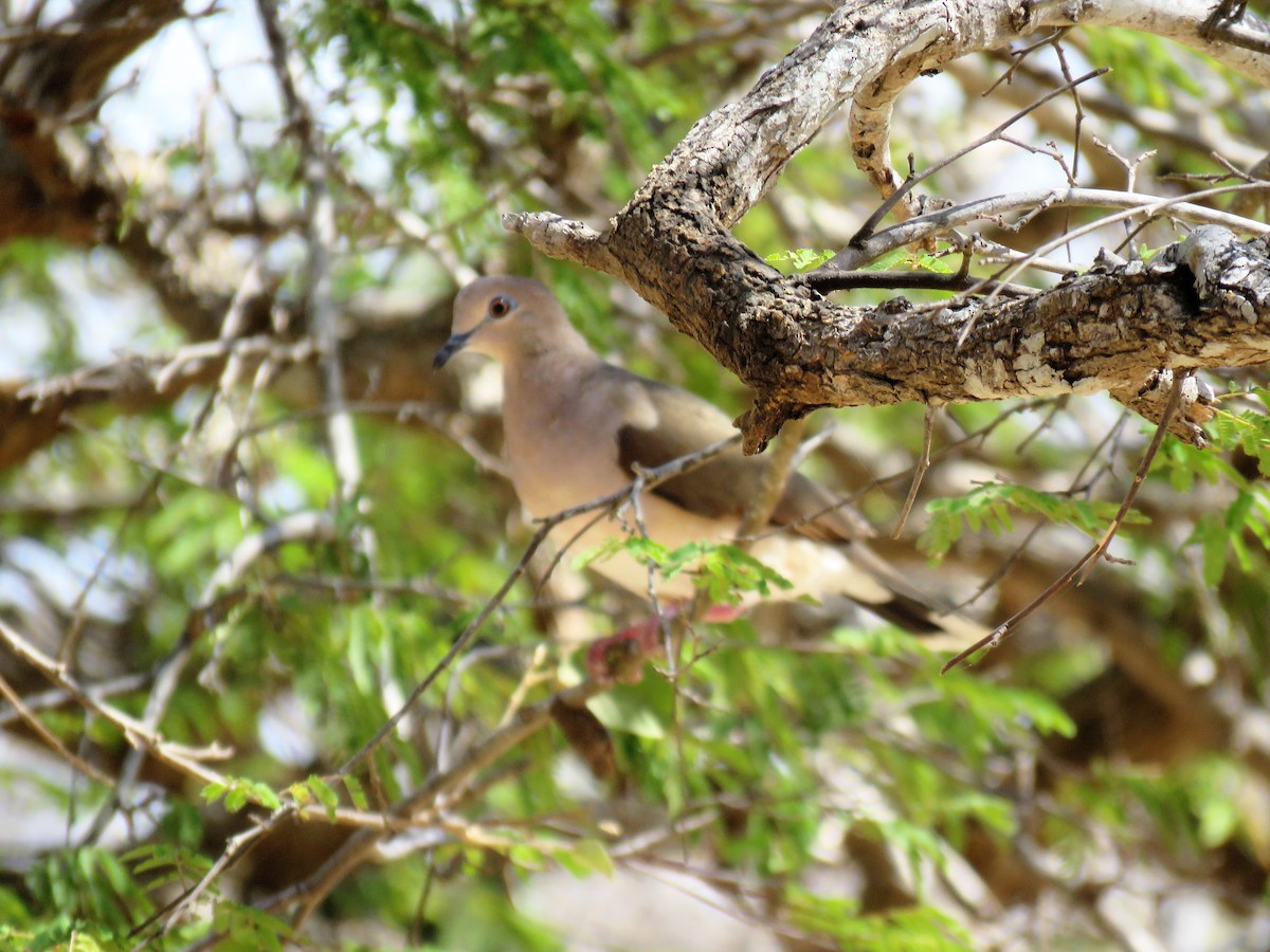 White-tipped Dove - ML219113061