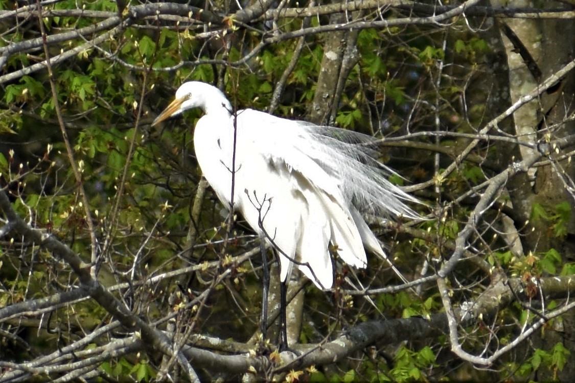 Great Egret - ML219113131