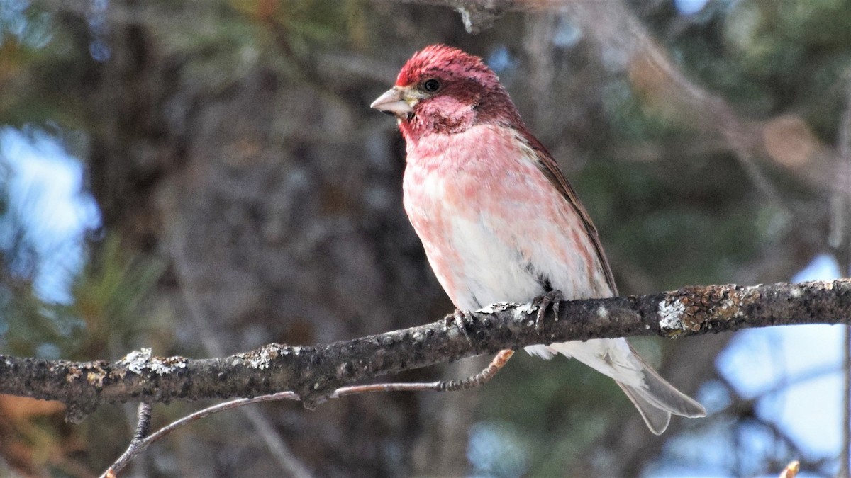 Purple Finch - John Siller