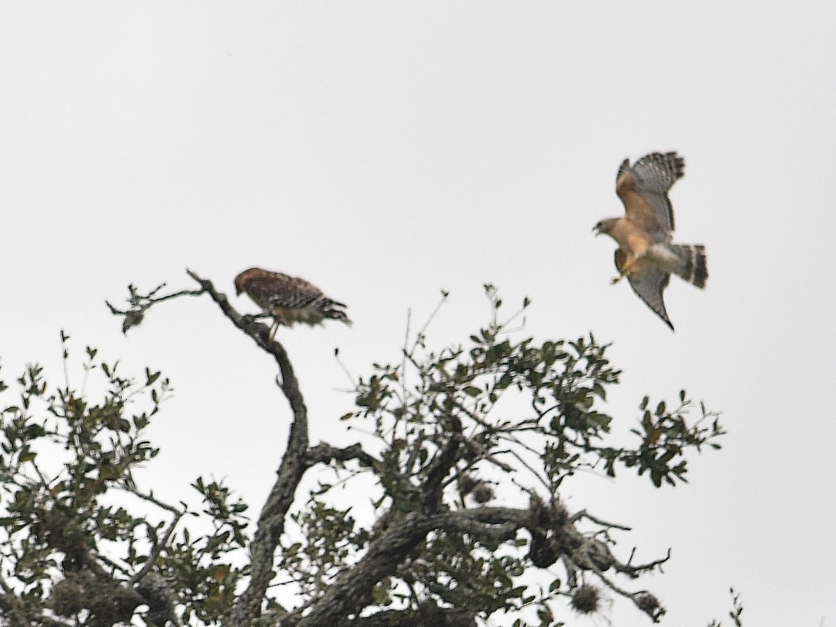 Red-shouldered Hawk - ML219115031