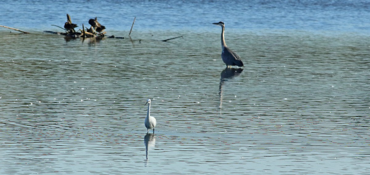 Gray Heron - ML219115401